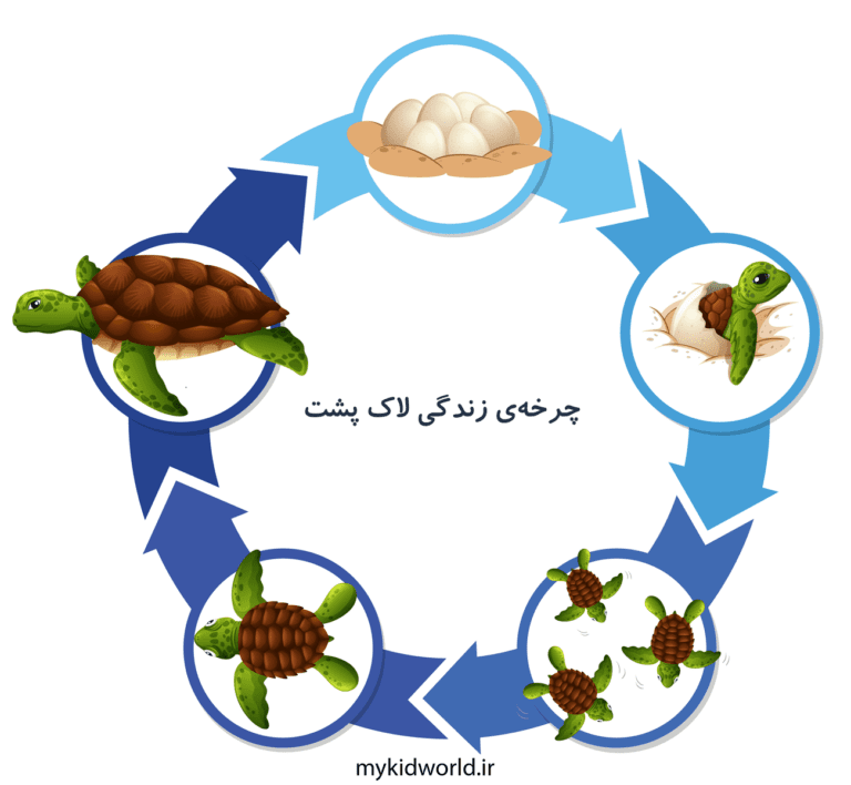 فلش کارت چرخه‌ی زندگی لاک‌‌ پشت