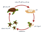 چرخه‌ی زندگی لاک‌‌ پشت