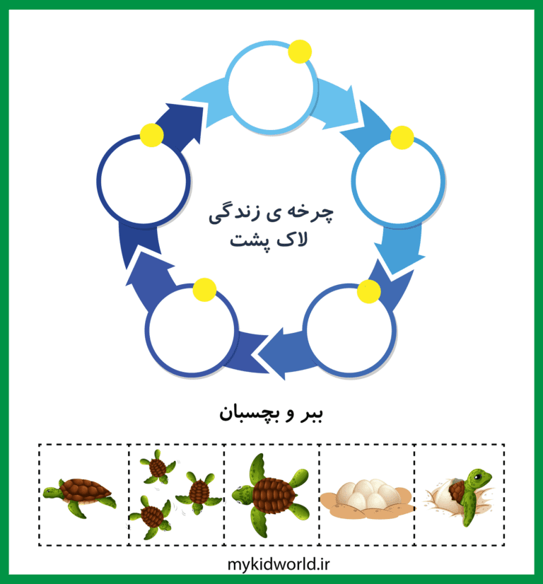 کاربرگ چرخه‌ی زندگی لاک‌‌ پشت