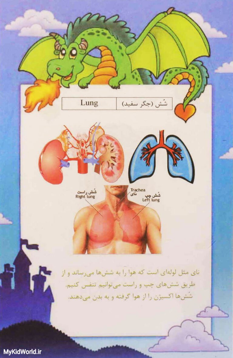 آموزش دو زبانه اجزای بدن - شش lung