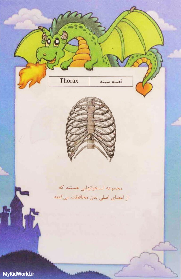آموزش دو زبانه اجزای بدن - قفسه سینه thorax