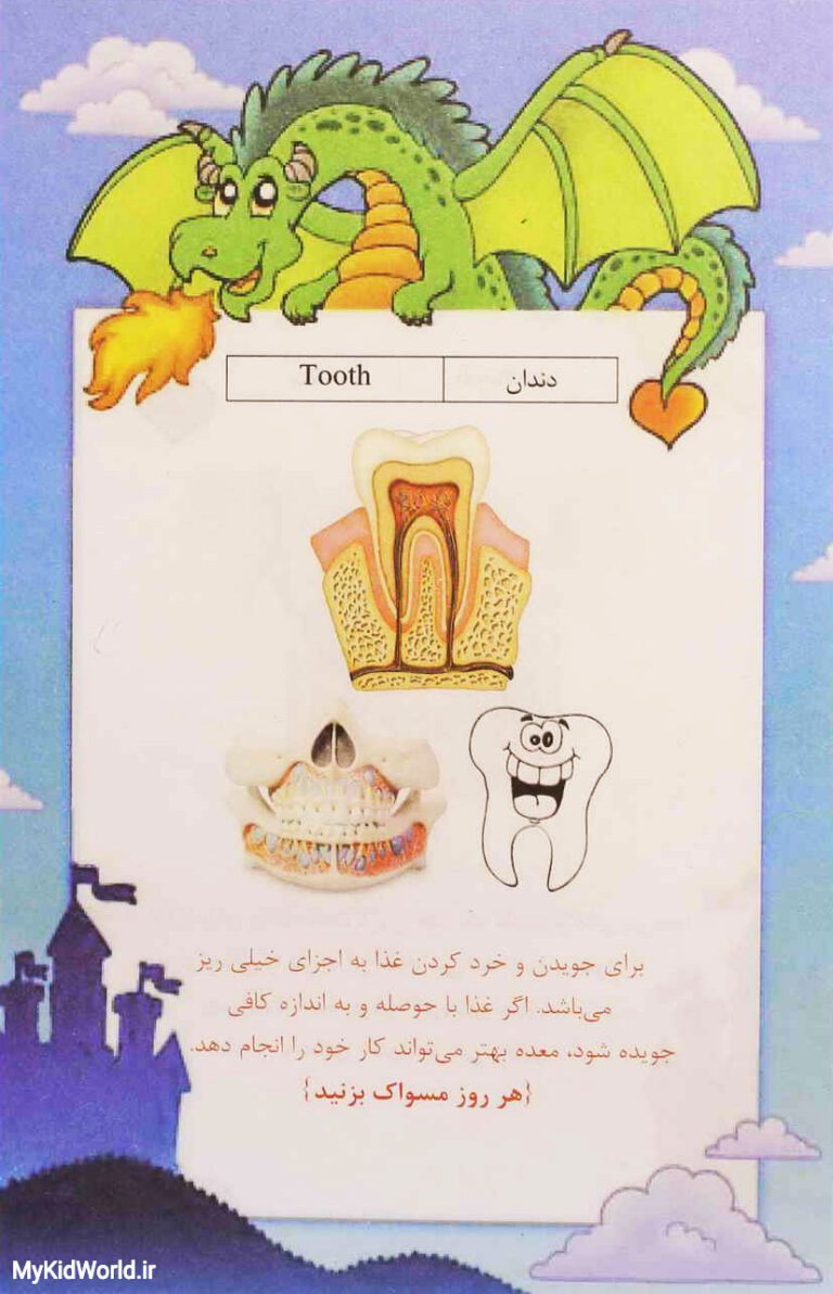 آموزش دو زبانه اجزای بدن - دندان tooth