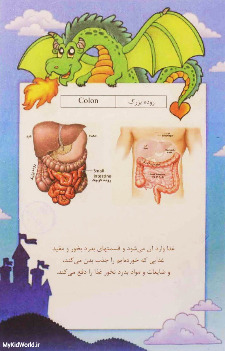 آموزش دو زبانه اجزای بدن - روده بزرگ colon
