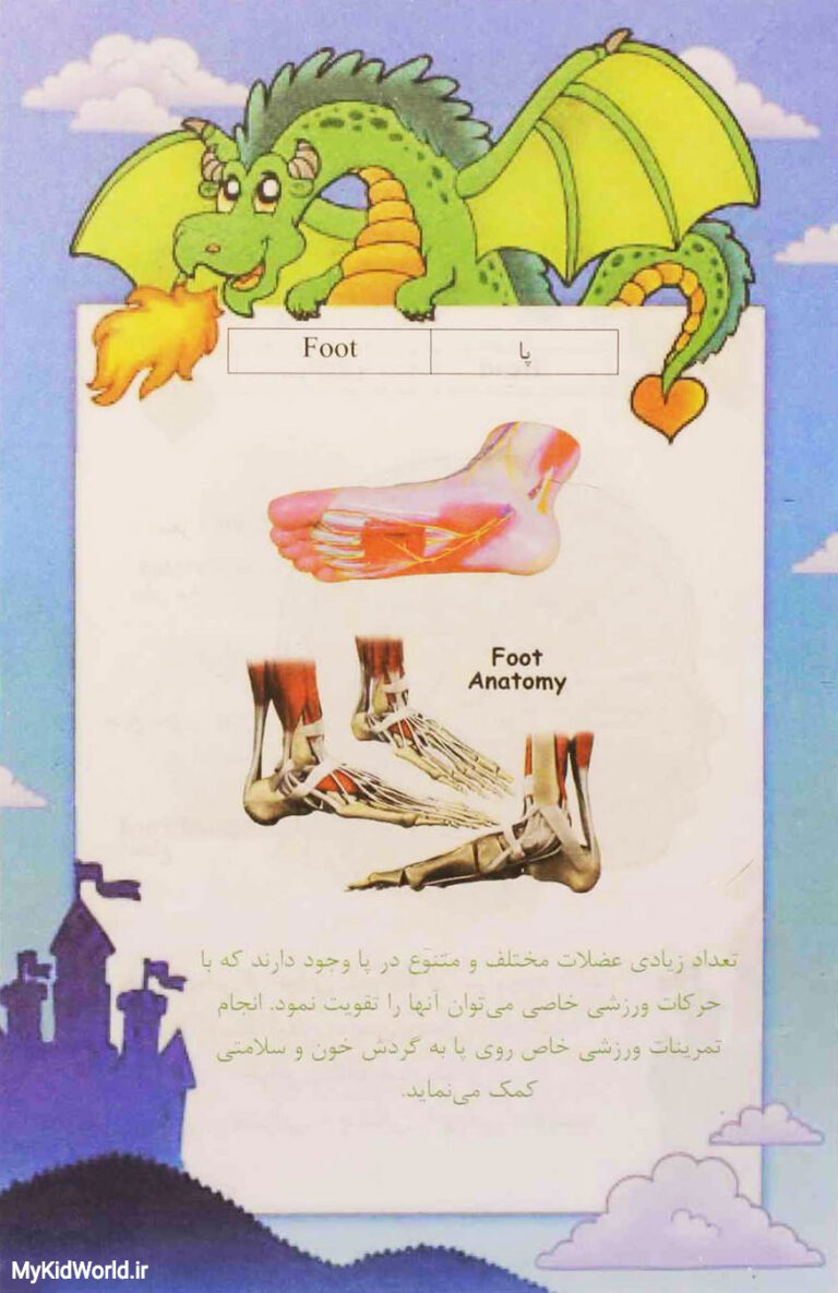 آموزش دو زبانه اجزای بدن - پا foot