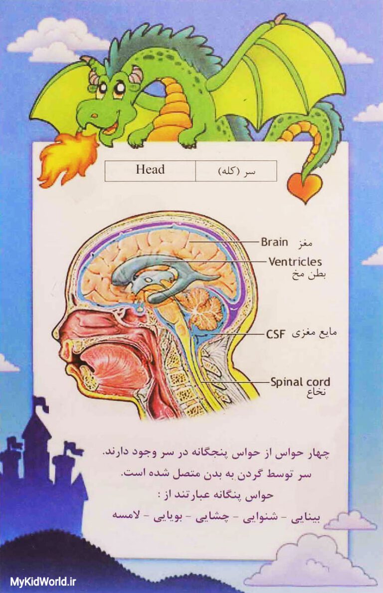 آموزش دو زبانه اجزای بدن - سر head