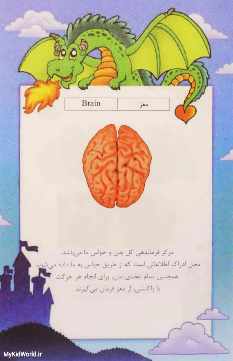 آموزش دو زبانه اجزای بدن - مغز brain