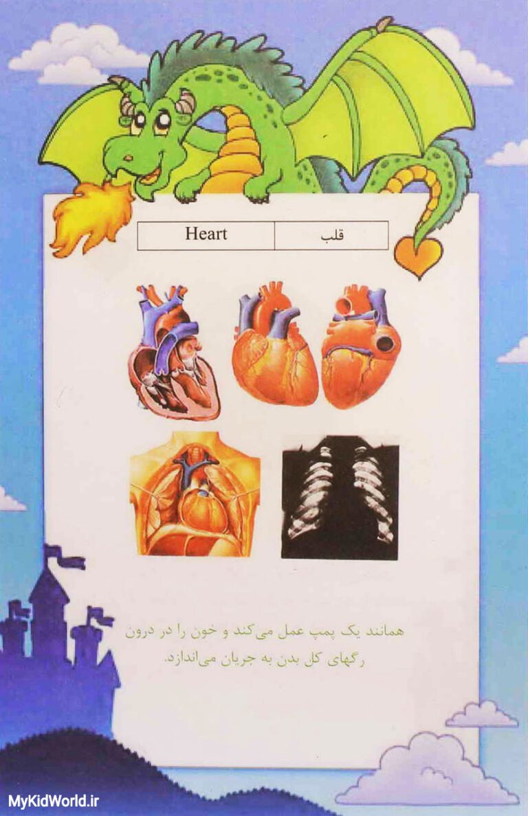 آموزش دو زبانه اجزای بدن - قلب heart